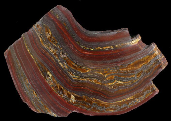 Polished Tiger Iron Stromatolite - ( Billion Years) #46626